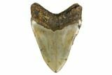 Fossil Megalodon Tooth - North Carolina #172586-2
